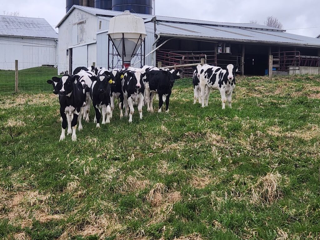 Calves (1)