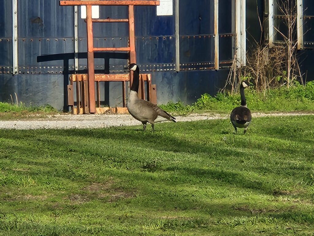 Geese 2