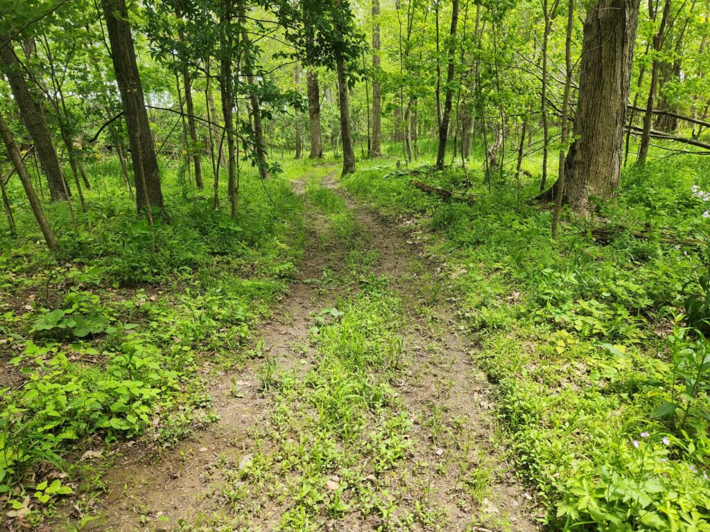 Path