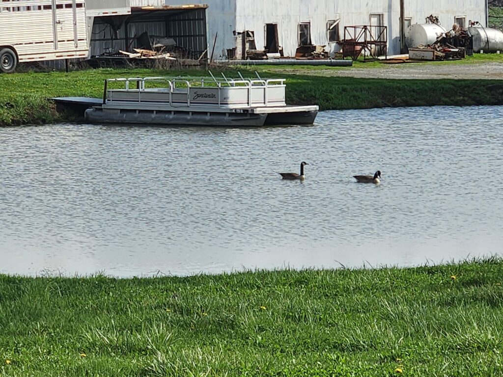 Pond