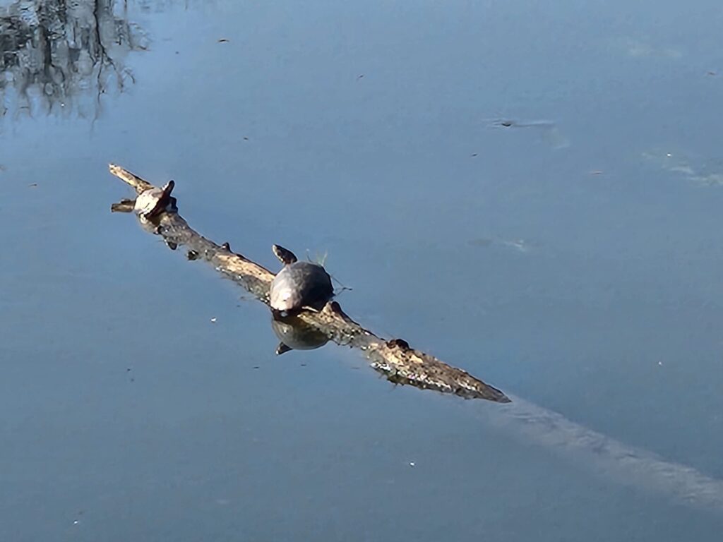 Turtles