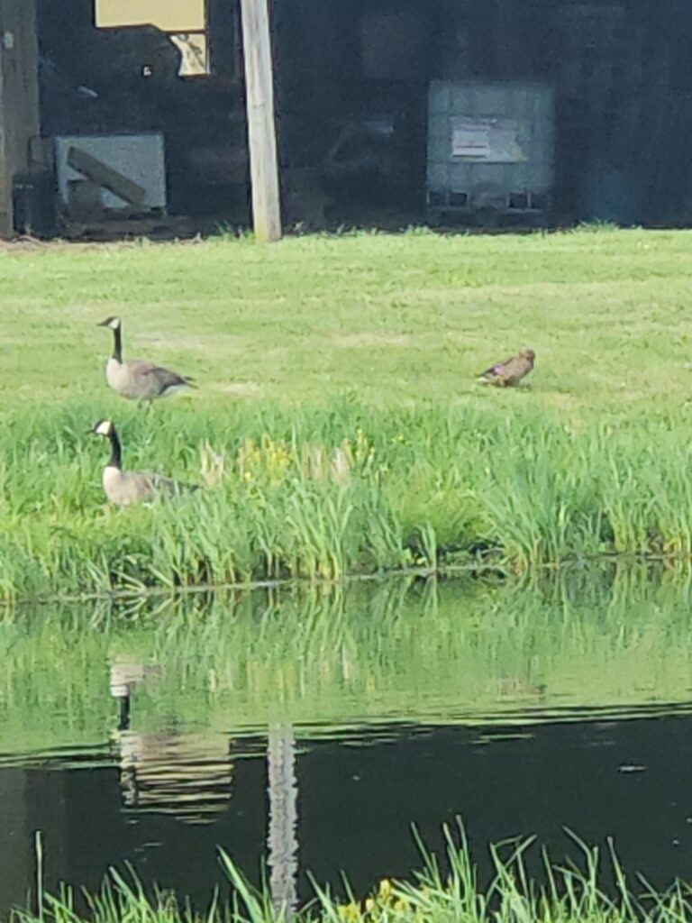 Waterfowl