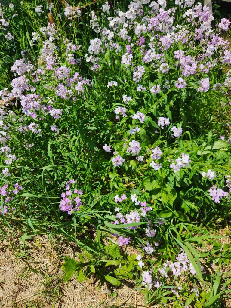 Wild flowers 2