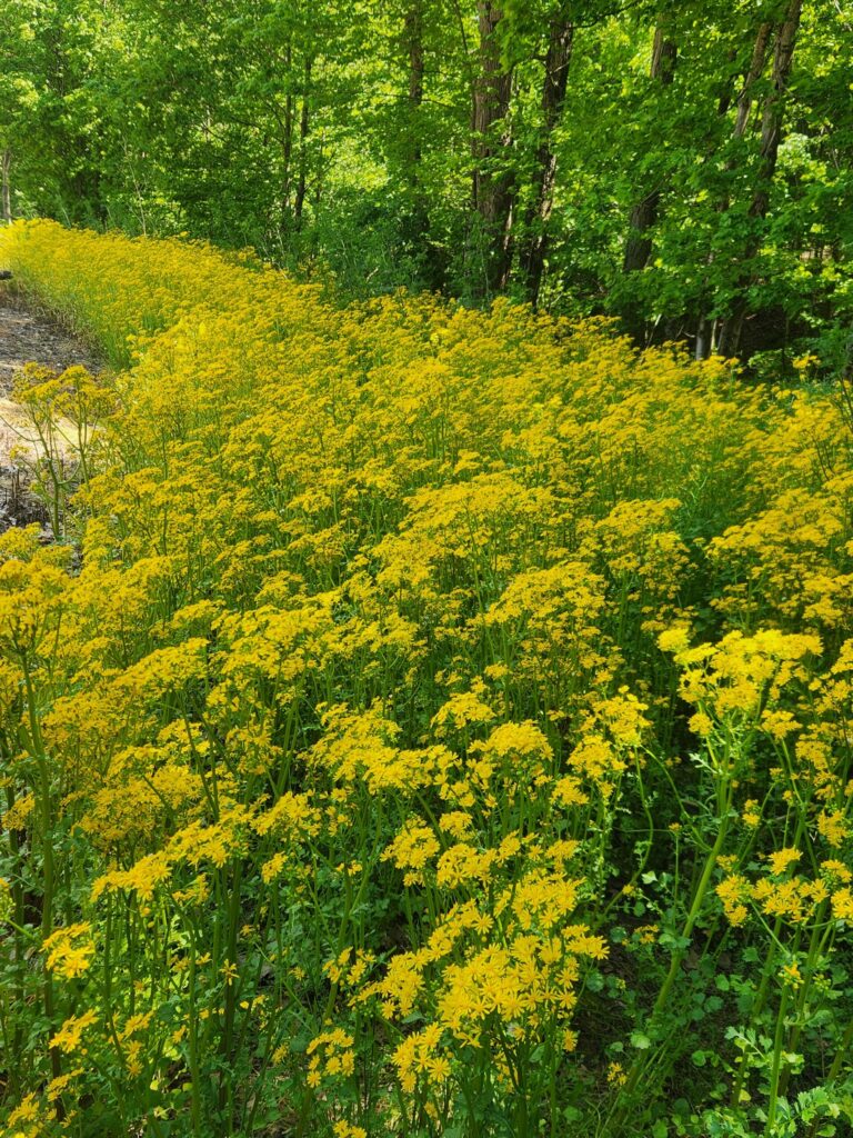 Wild flowers