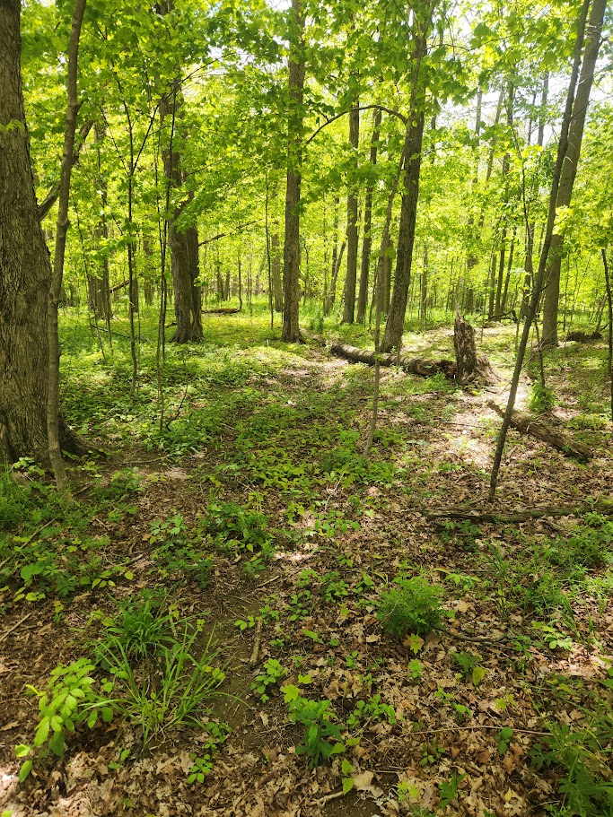 Woods